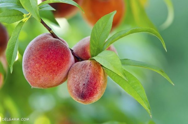  عکس هلو قرمز و خوشمزه