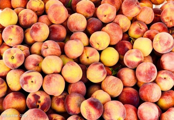  عکس هلو قرمز و خوشمزه