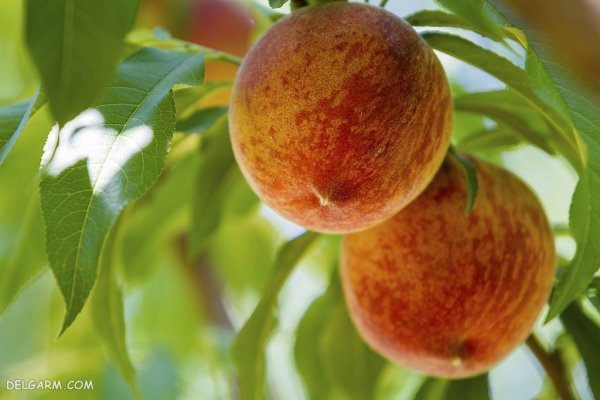  عکس هلو قرمز و خوشمزه