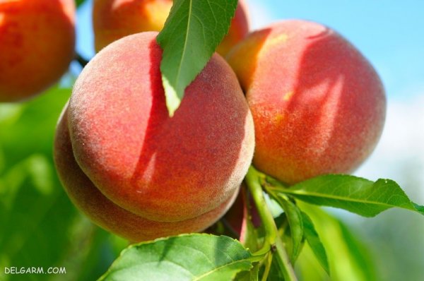 عکس هلو زعفرانی