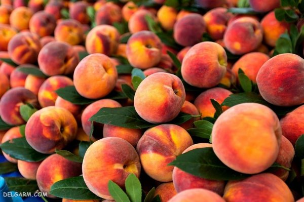  عکس هلو باکیفیت بالا