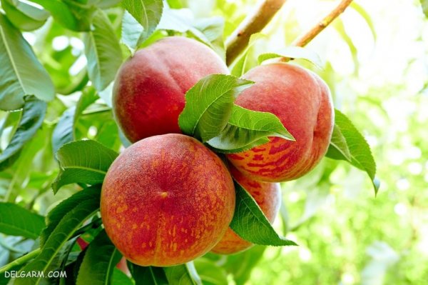  عکس هلو باکیفیت بالا