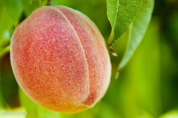  عکس هلو باکیفیت بالا