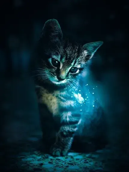 والپیپر زیبای بچه گربه