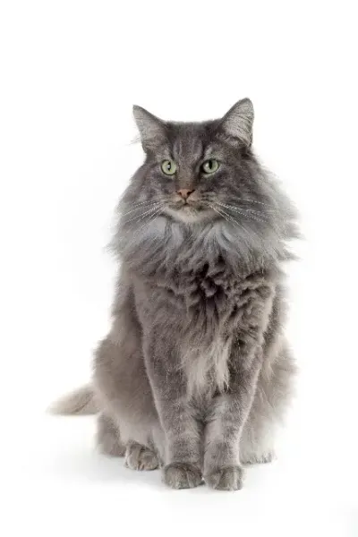  والپیپر زیبای بچه گربه