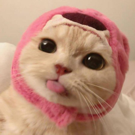 والپیپر گربه کیوت پشمالو