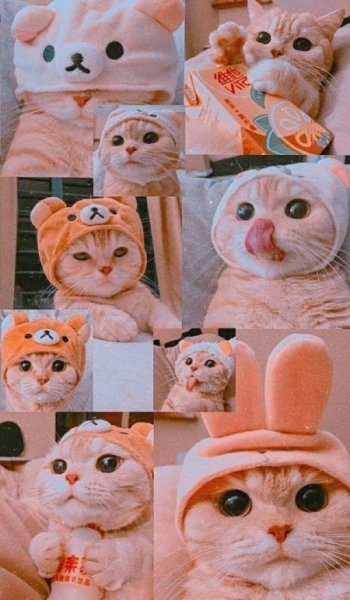 عکس گربه گوگولی