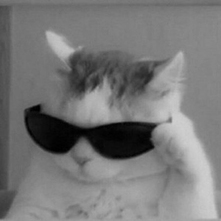 عکس گربه گوگولی