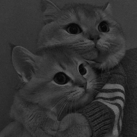 عکس گربه گوگولی