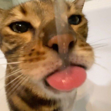 عکس گربه گوگولی