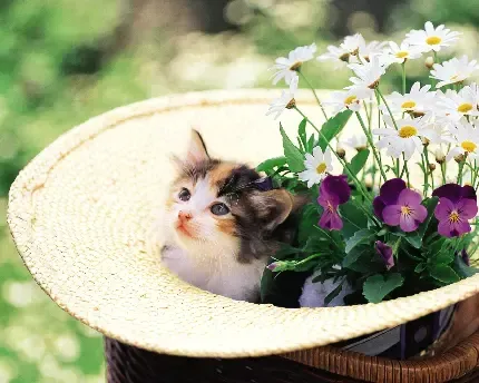  بک گراند سگ و گربه در حال بازی با کیفیت 4K