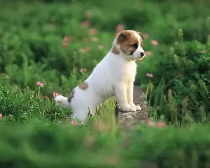  بک گراند سگ و گربه در حال بازی با کیفیت 4K