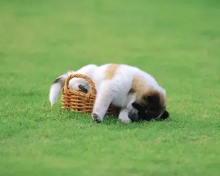  بک گراند سگ و گربه در حال بازی با کیفیت 4K