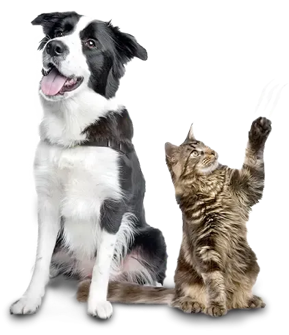  بک گراند سگ و گربه در حال بازی با کیفیت 4K