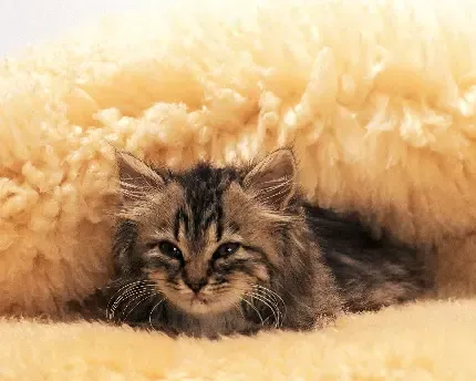  عکس سگ و گربه کنار هم