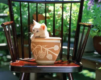  عکس سگ و گربه کنار هم