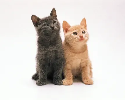  عکس سگ و گربه کنار هم