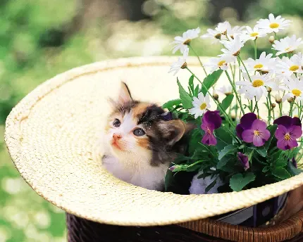  عکس سگ و گربه کنار هم