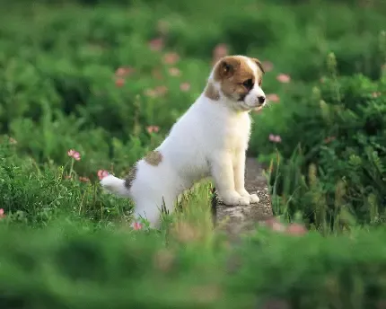  عکس سگ و گربه کیوت