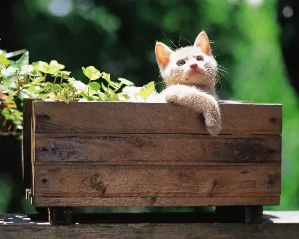  عکس سگ و گربه کیوت