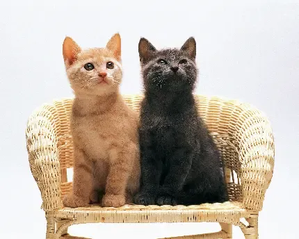  عکس سگ و گربه کیوت