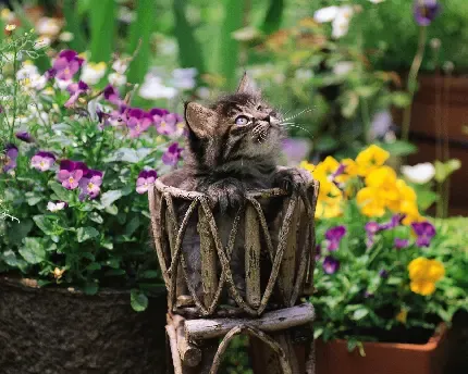  عکس سگ و گربه کیوت