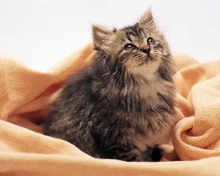  عکس سگ و گربه کیوت