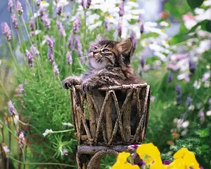  عکس سگ و گربه کیوت