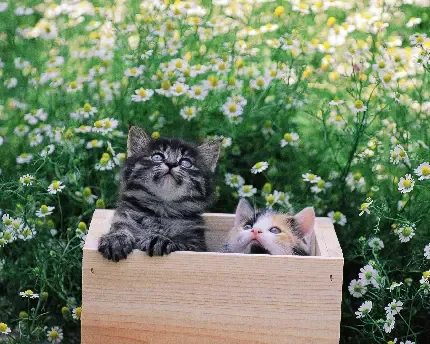  عکس سگ و گربه کیوت