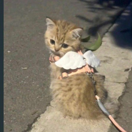  عکس فانتزی گربه ملوس با کیفیت HD