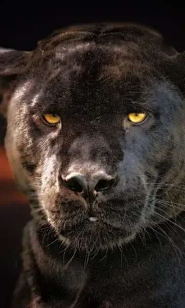  عکس پلنگ سیاه با کیفیت بالا