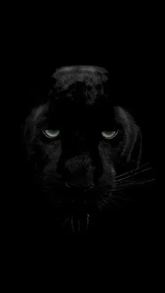  عکس پلنگ سیاه با کیفیت بالا