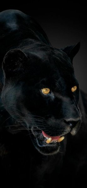 عکس پلنگ وحشی سیاه برای والپیپر