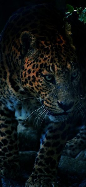  عکس پلنگ وحشی سیاه برای والپیپر