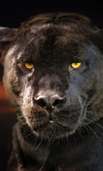  عکس پلنگ خفن سیاه برای پروفایل پسرانه