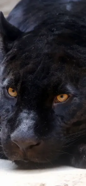  عکس پلنگ خفن سیاه برای پروفایل پسرانه