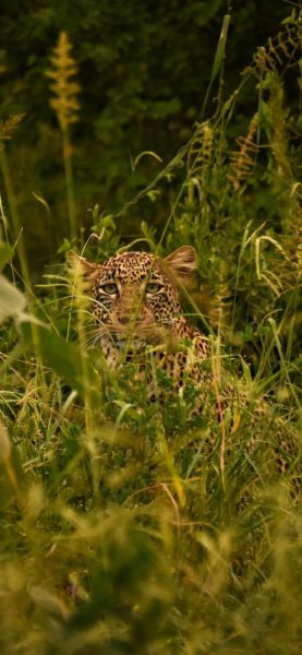 عکس یوزپلنگ