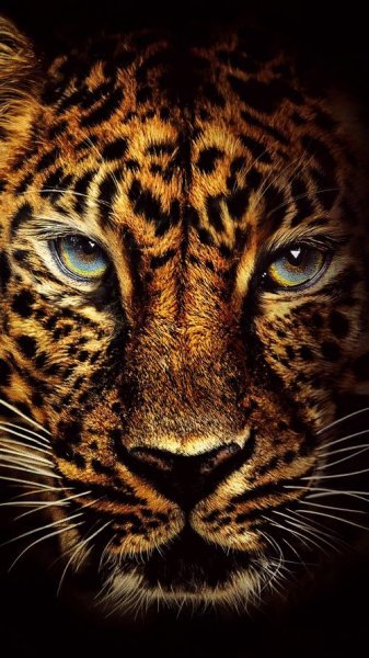 عکس یوزپلنگ