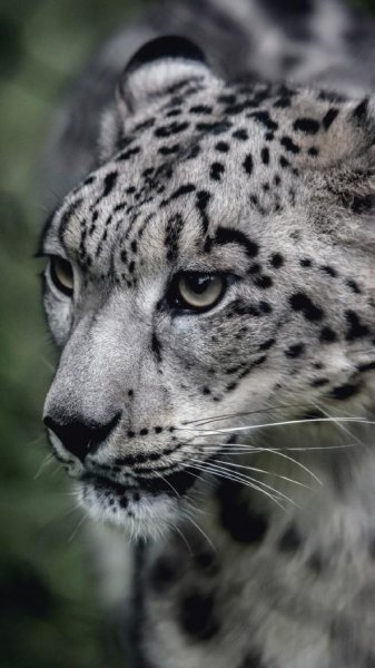 عکس یوزپلنگ