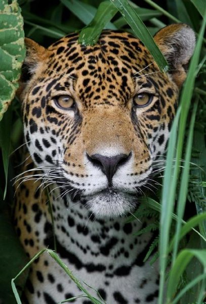  عکس یوزپلنگ خفن