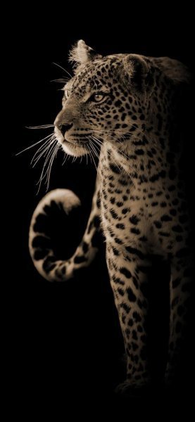  عکس یوزپلنگ خفن