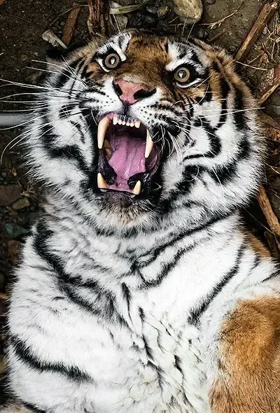  پس زمینه ببر برای گوشی ایفون