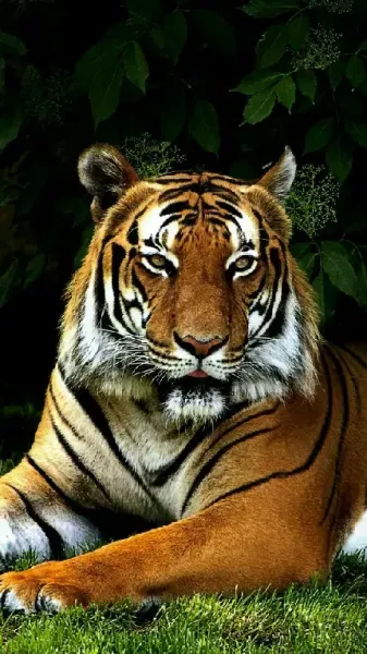 تصویر زمینه ببر سیاه