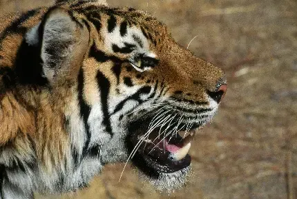 عکس پلنگ سیاه ترسناک