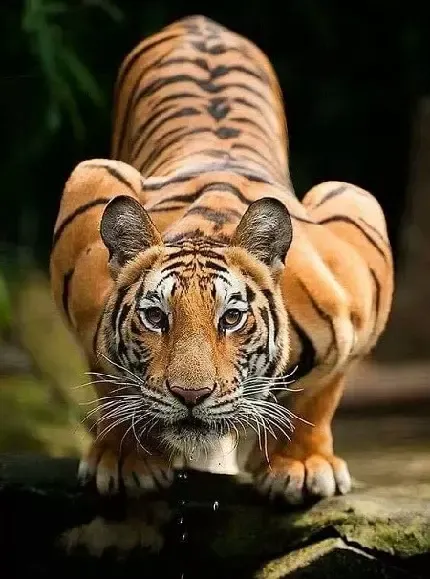  عکس ببر خفن