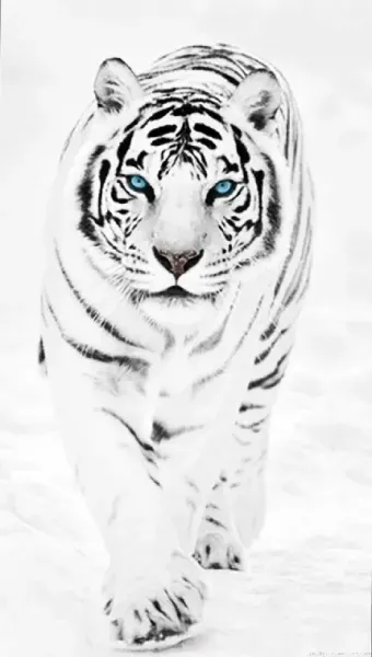 عکس ببر ترسناک برای پروفایل