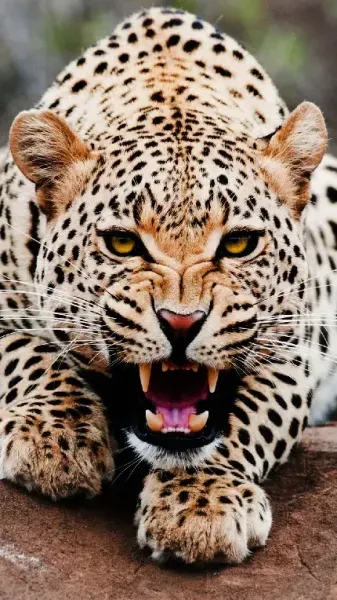 عکس پلنگ ترسناک