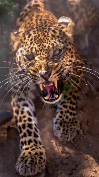 عکس پلنگ ترسناک