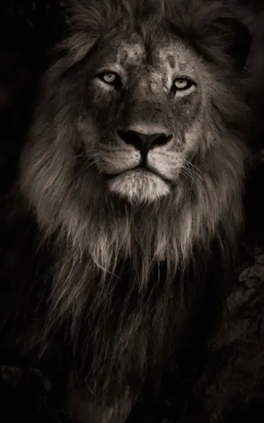  عکس پس زمینه شیر ماده با کیفیت بالا