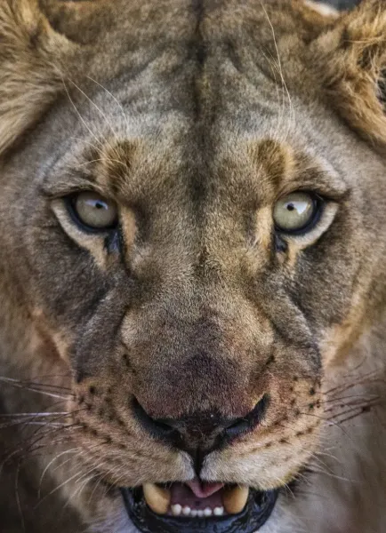  عکس پس زمینه شیر ماده با کیفیت بالا